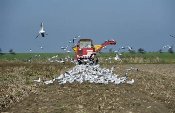 Tractor ploegen