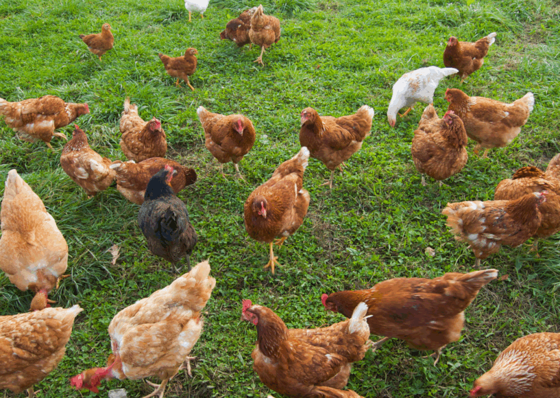 Vogelgriep vastgesteld in gemeente Hulst